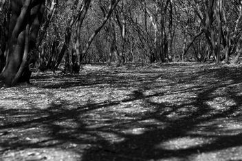 Into the woods - Free image #297395